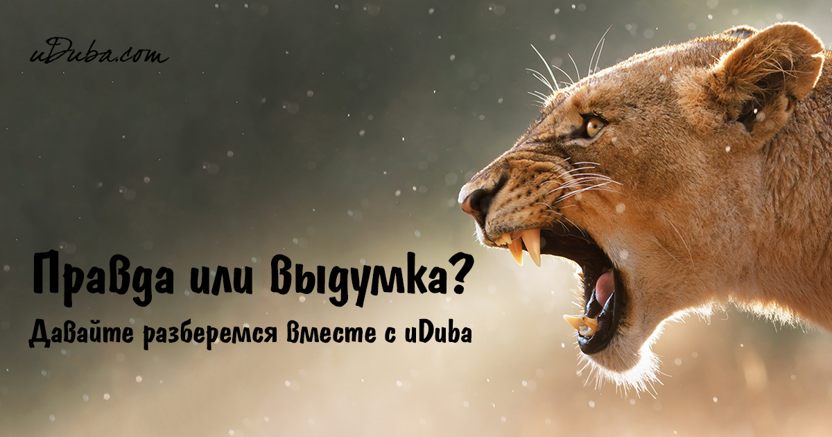 История про львицу и беременную олениху 3
