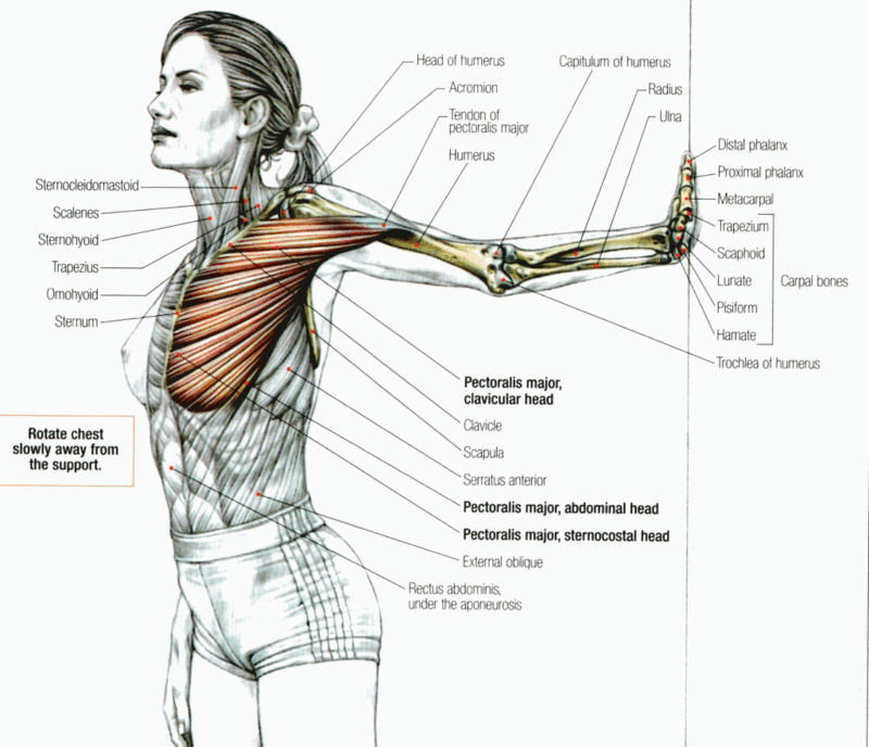 Комплекс упражнений на растяжку мышц