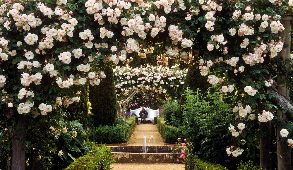 Романтический сад роз аббатства Mottisfont. Великобритания