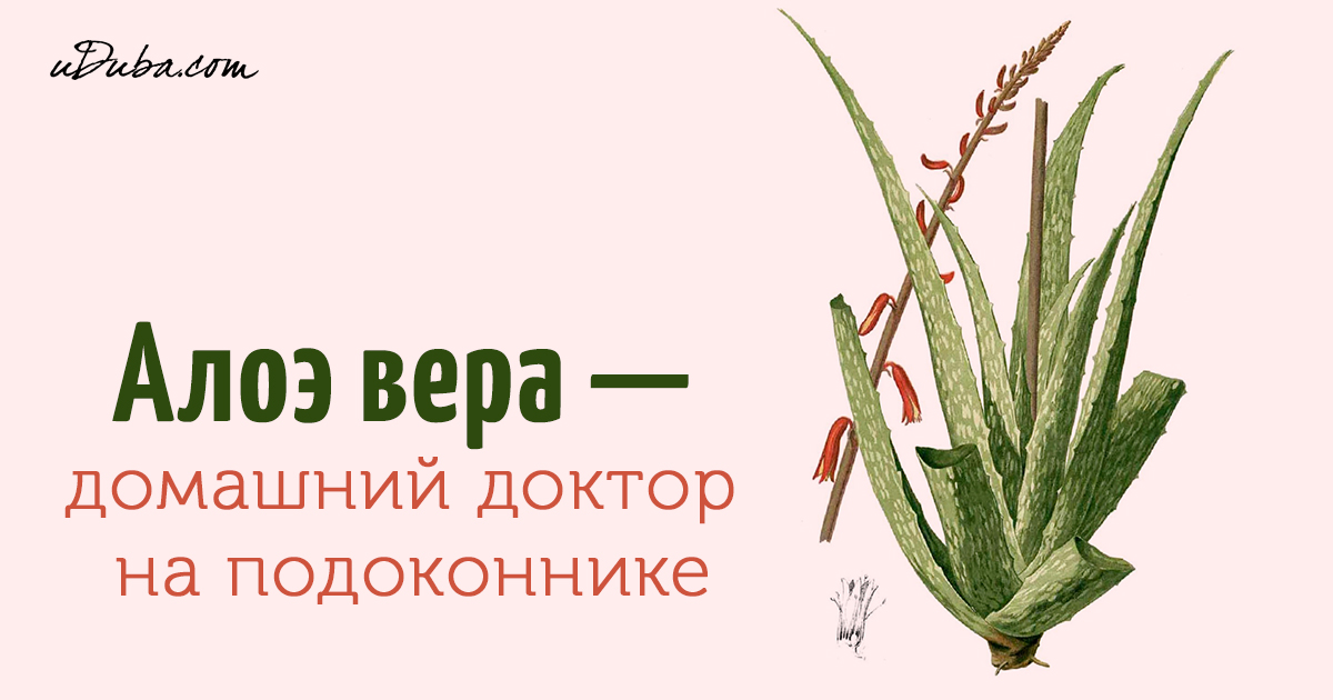 Алоэ проект 2 класс