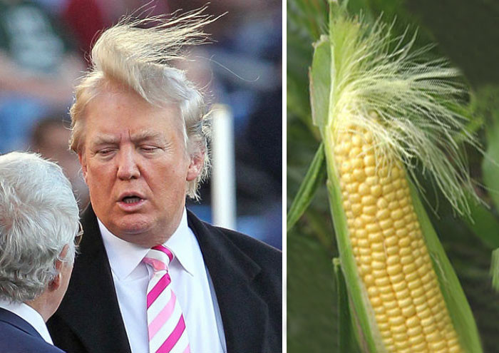 7. Дональд Трамп и этот початок кукурузы вещи, люди, похожие лица, схожесть
