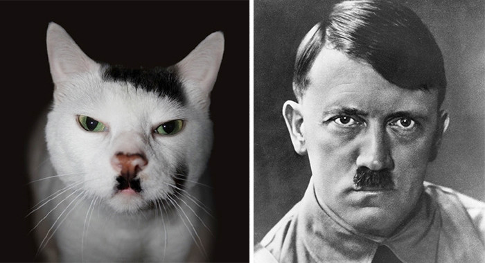 37. Эта кошка выглядит как Гитлер вещи, люди, похожие лица, схожесть