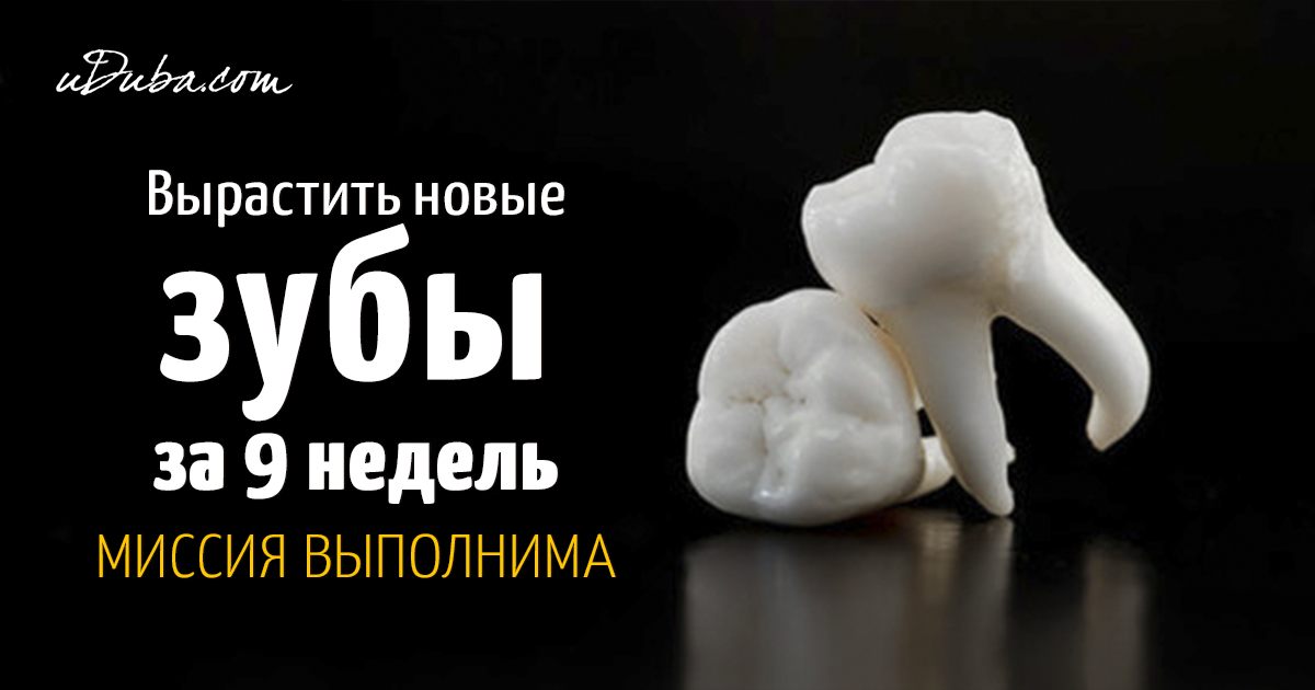 У кого вырастают новые зубы У кого вырастают новые зубы