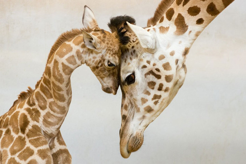 25 моментов, когда животные-родители повели себя совсем как люди животные, милота, родители и дети