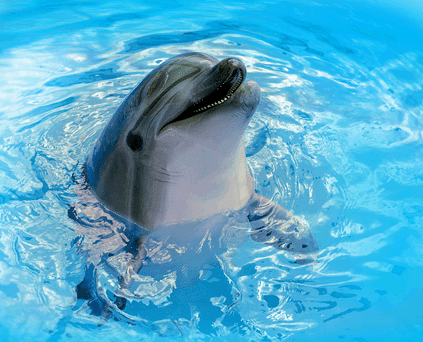 Дельфин Зоя
